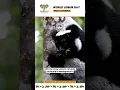 Download Lagu World Lemur Day