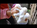 Download Lagu Satisfying Natural Rubber Production Process !  Asia's Largest Rubber Farm !