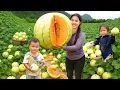 Download Lagu Harvesting Green Melon to sell at the market - Cooking Yummy Chicken for my small daughter