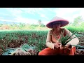 Download Lagu PANEN DAUN BAWANG PERDANA DI LAHAN BARU