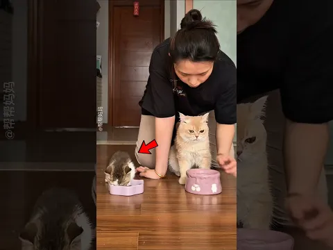 Baby Cat Hungry ❤️