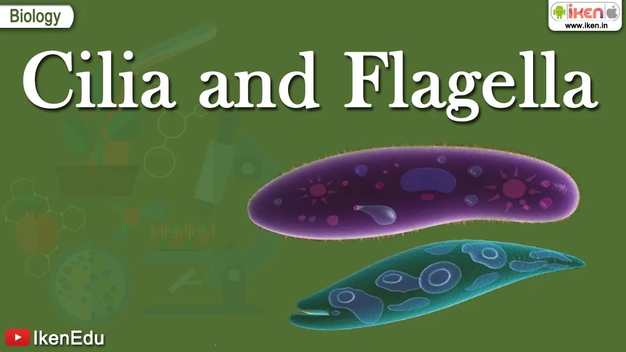 Cilia and Flagella | Class 11 Biology | Structural Organization of the Cell | iKen