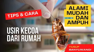 how to get rid of cockroaches in your home with natural ingredients effective easy and safe 