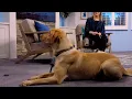 J C Richardson Of Delmarva K9 Joins Us Today To Show Us How To Teach Your Dog a Thing Or Two