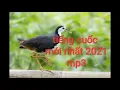 Download Lagu tiếng chim quốc mới nhất 2021(mp3)//bird trap