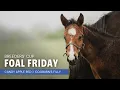Foal Friday Cogburn and Candy Apple Red s Filly