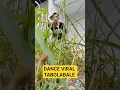 Download Lagu DANCE 100% TABOLA BALE#tabolabale #siletopenup #fypシ゚viral #dance@YouTube #shorts#1000subscriber