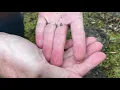 Isopods in Your Backyard