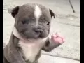 Puppy waves hi gif