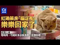 Download Lagu 【01秒看新聞】紅磡藥房「貓店長」失而復得　老闆心痛：餓咗幾日　個肚凹晒｜01新聞｜突發｜貓｜貓店長｜紅磡｜藥房