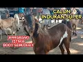 Download Lagu UPDATE HARGA KAMBING ‼️HARI SELASA 14 OKTOBER 2025.DI PASAR KAMBING WLINGI BLITAR JATIM INDONESIA