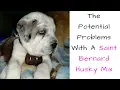 The Potential Problems With A Saint Bernard Husky Mix