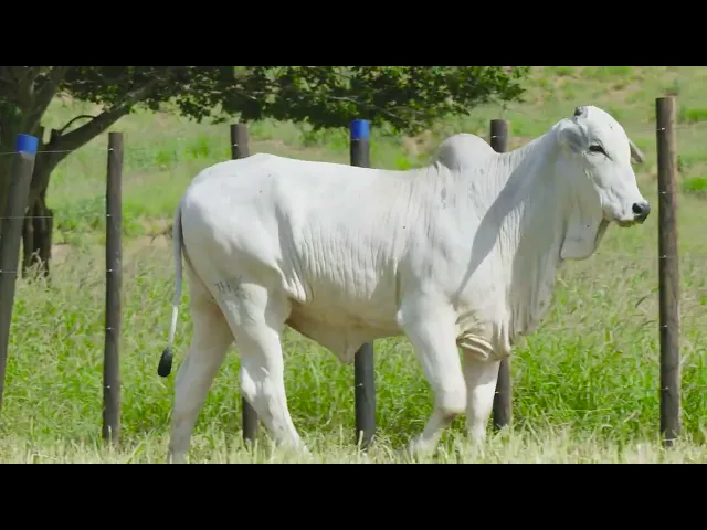 Novilha Nelore JHVM - 28257