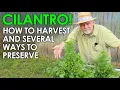 CILANTRO Harvesting and Several Ways to Preserve It Black Gumbo