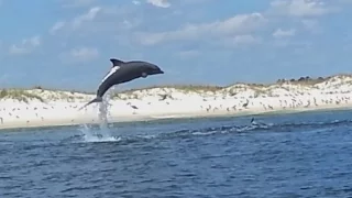 #18: SeaWorld’s Got Nothing on Pensacola