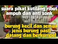 Download Lagu suara pikat kutilang ribut untuk semua jenis burung dihutan