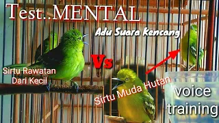 test mental adu suara kencang sirtu hutan dengan sirtu rawatan tarung gacor