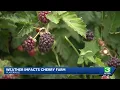 Placerville farm opens for berry picking after cherry crop loss