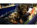 Turbo Toby s First Trip to PetSmart Miniature Dachshund