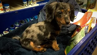 Turbo Toby s First Trip to PetSmart Miniature Dachshund