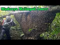 Download Lagu Sarang Terindah,Rendah,Madu Berlimpah #lebah #madu #hutan #alam #panenmadu #maduhutan