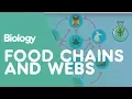 Food Chains Food Webs Ecology Environment Biology FuseSchool