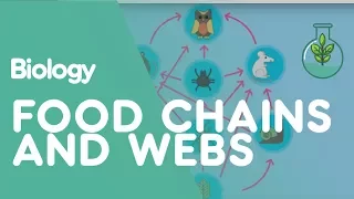 Food Chains Food Webs Ecology Environment Biology FuseSchool