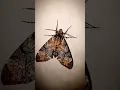 Download Lagu The night butterfly at home || #shorts #butterfly