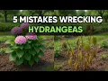 Stop Ruining Your Hydrangeas 5 Planting Mistakes to Avoid