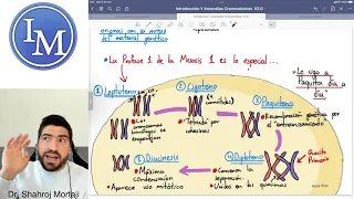 Ciclo Celular - Meiosis