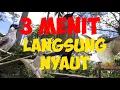 Download Lagu Terapi Burung Kutilang Macet Bunyi || Kutilang Malas Bunyi Langsung Gacor