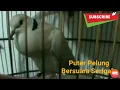 Download Lagu Suara puter pelung ini mirip suara aungan srigala
