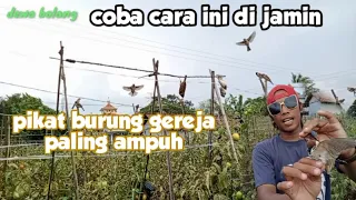 Download cara pikat burung gereja super ampuh MP3