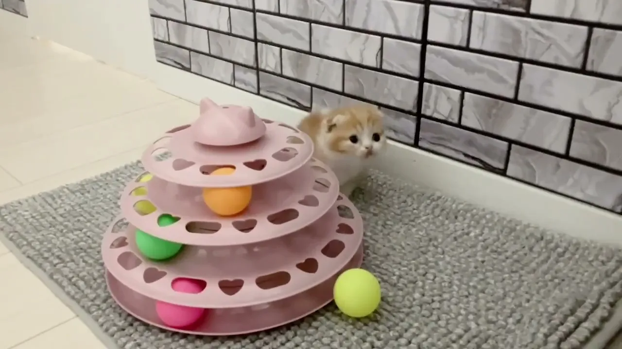 動画
