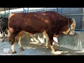 Download Lagu Sapi Jumbo P2 Pasang Paling Ganteng Dan Gagah UD Segar Farm Jogja Bikin Kepincut !!