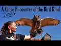 Download Lagu “A Close Encounter of the Bird Kind” with Edged Feather Experiences Birds of Prey Show