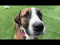 Coltrane is available for adoption