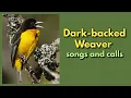 Download Lagu Dark-backed Weaver songs and calls - Bosmusikant