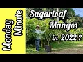Monday Minute- 'Sugarloaf' Mangos in 2022?