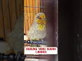 Download Lagu burung Merbah hutan #burung #kicaumania #burungkicaudialamliar #kicaumanianusantara #birds #masteran