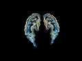 Sub Focus & Dimension - Ready To Fly (Spencer Ramsay Bounce Edit) [Visualiser]