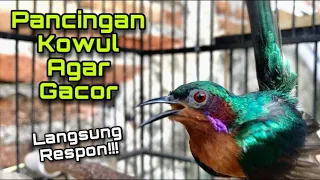 Download 100% Efektif!! Pancingan KOLIBRI WULUNG Bahan AGAR Langsung Bunyi NEMBAK dan GACOR | Kowul Isian MP3