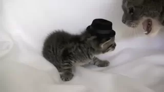 Kitten Wearing a Tiny Hat - Audition Outtakes