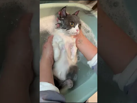 funny video water cat#bathing #cats#shorts#entertaining#funny