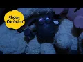 Lagu Aperto de ovelhas 🐑Shaun, o Carneiro [Shaun the Sheep]🐑 Hora Especial🐑| Cartoons Para Crianças