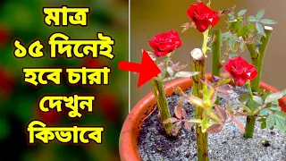  100 how to grow rose cuttings with honey
