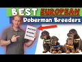 Finding European Doberman Breeders The BEST Directories and Resources
