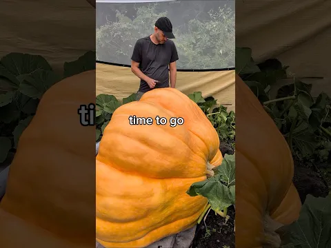 she was a good pumpkin 🎃🐦‍⬛ #giantpumpkin #ravenstrike #gardening #plants