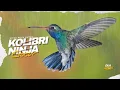 Download Lagu Kolibri Ninja Full Isian Tembakan Mewah