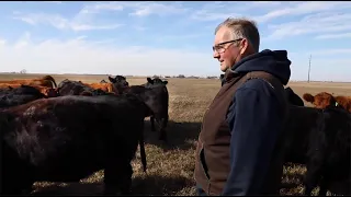 Stand Strong Simmental Eichacker Simmentals South Dakota